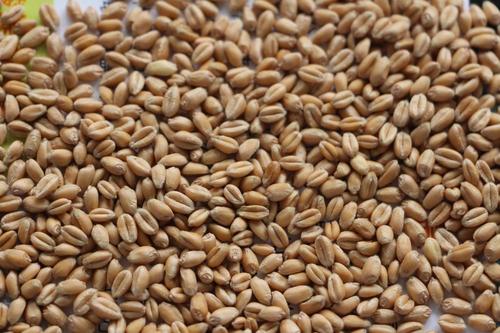 小麦增产提质