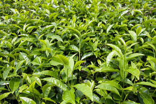 茶树施肥
