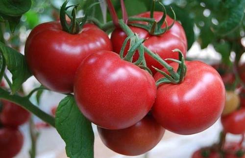 西红柿施肥