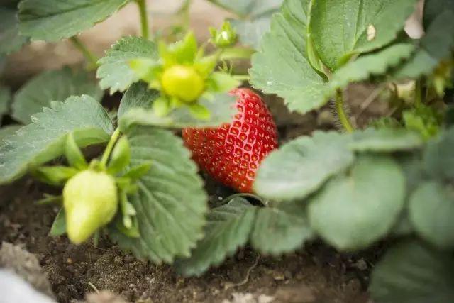 农业种植肥料厂家